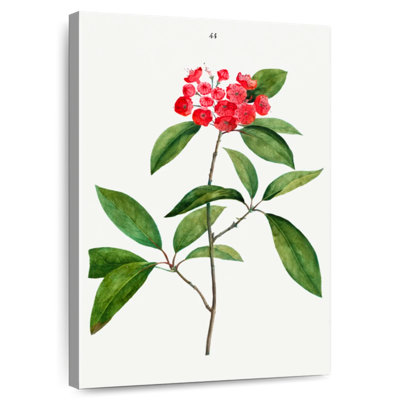 Keiri Mountain-Laurel Kalmia Latifolia
