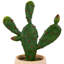 9,5 plantes