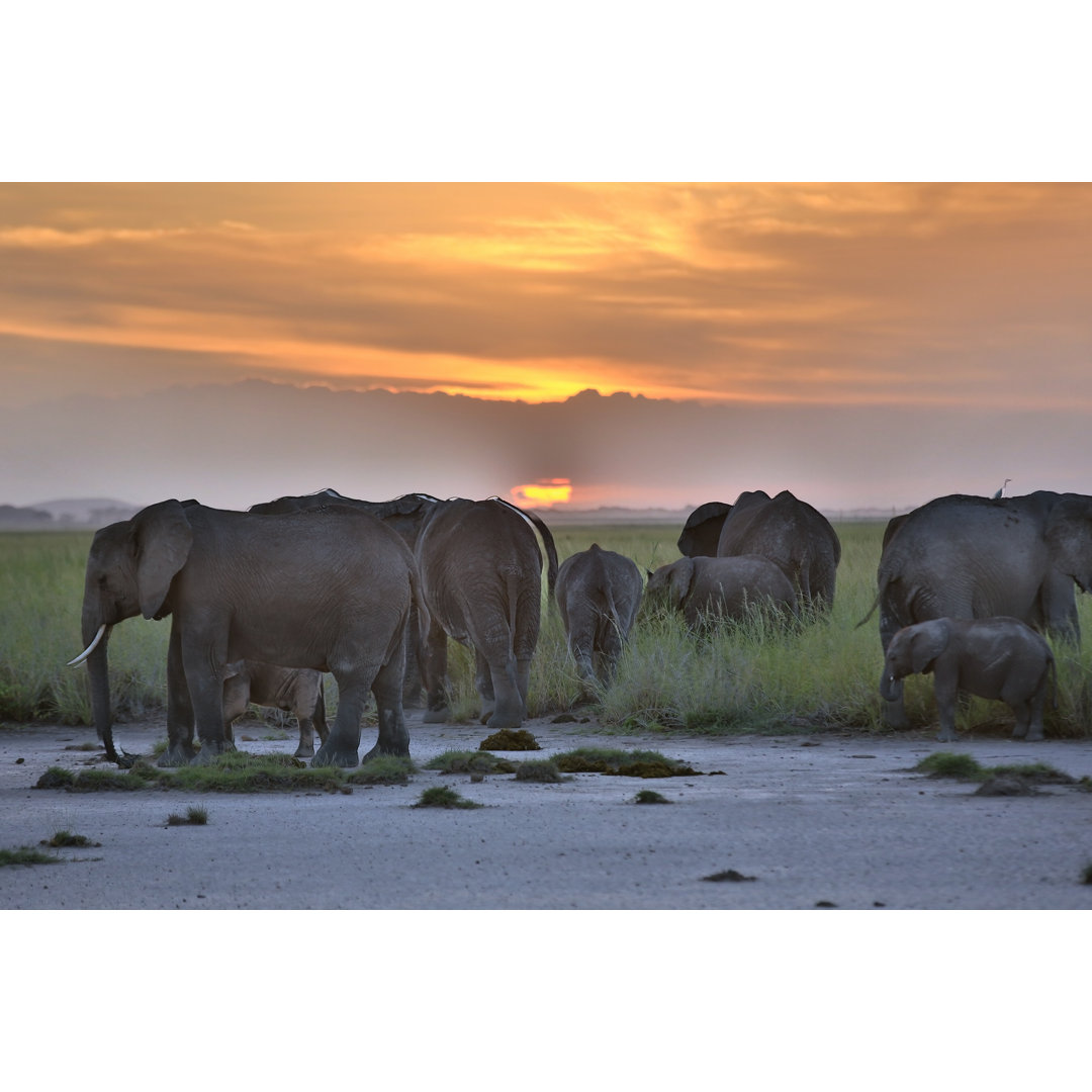 Afrikanische Elefanten bei Sonnenuntergang by slide - Leinwandbild