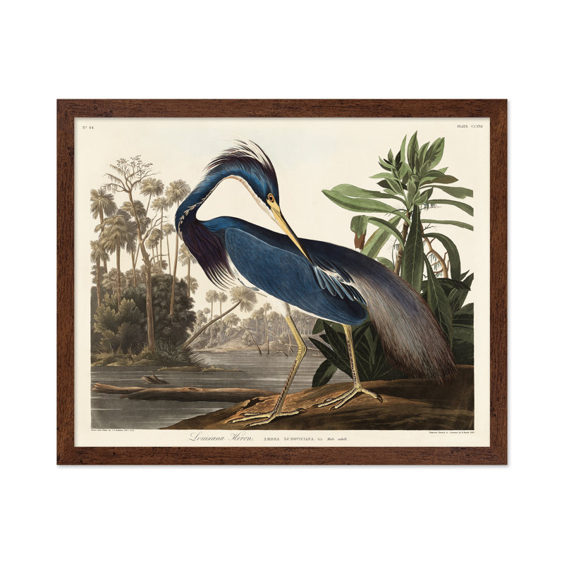 John James Audubon - héron de Louisiane, Poster, 12"H x 16"W, Brown Framed