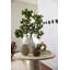 Crumbley Thessaly Vase-1838249672