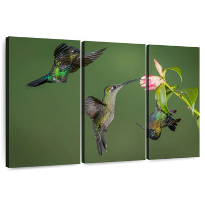 Brampt Three Hummingbirds