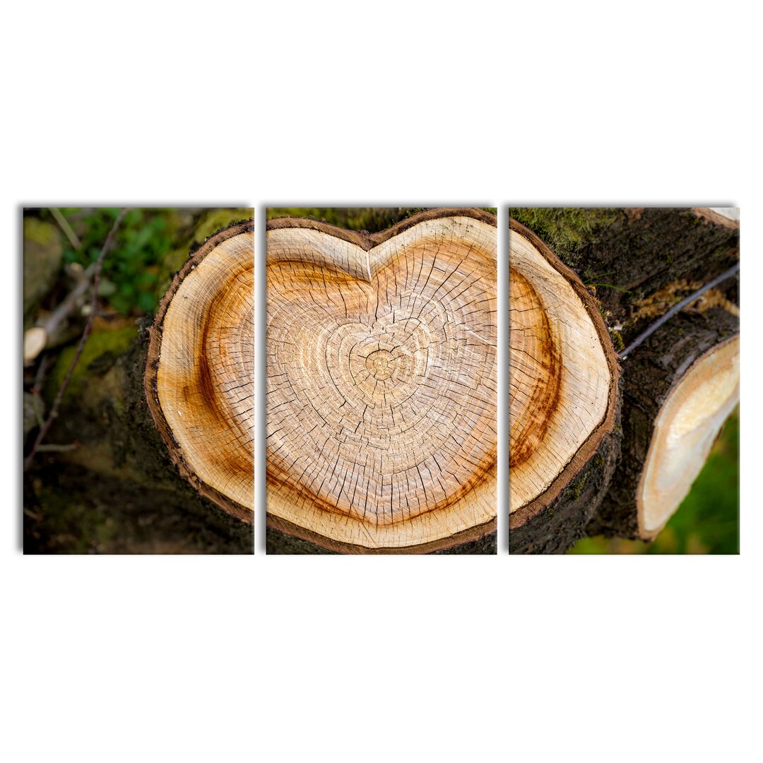 3-tlg. Leinwandbilder-Set Growth Rings on a Tree Trunk