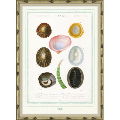 Coquillages de mer - Cadre photo, impression sur papier