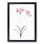 Nerine Lily Flowers by Pierre-Joseph Redoute - Framed Print-55577056-55577057