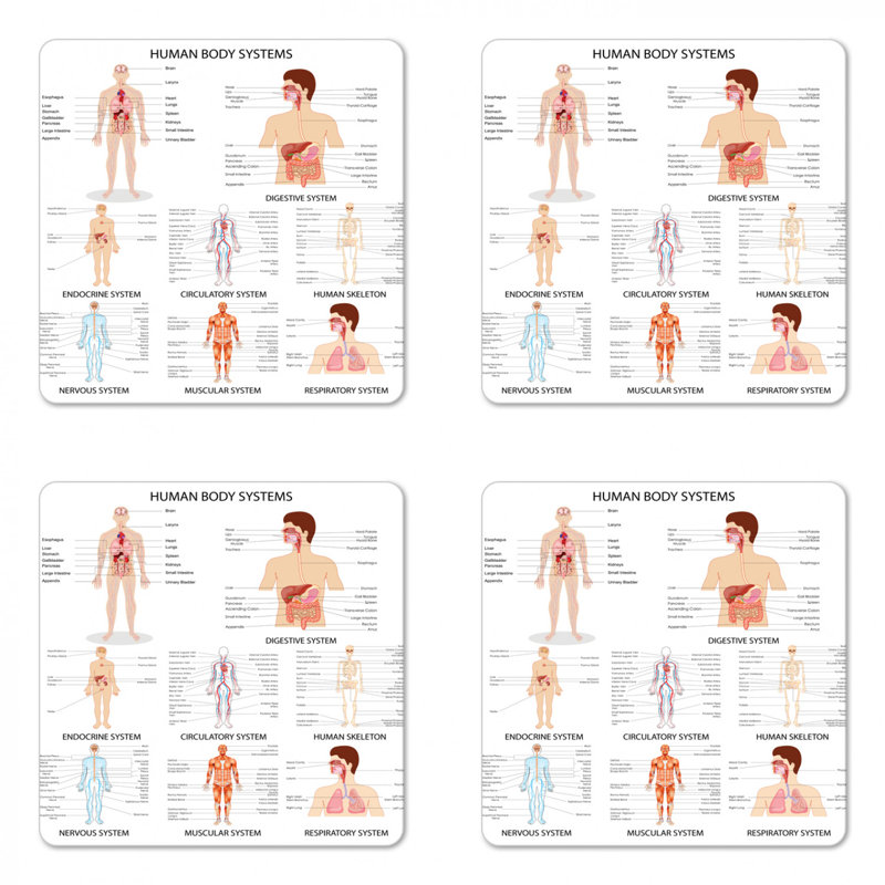 Sous-verre de l’anatomie humaine