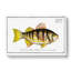 Plumiers Umber Fish by M.E. Bloch - Wrapped Canvas-55324727