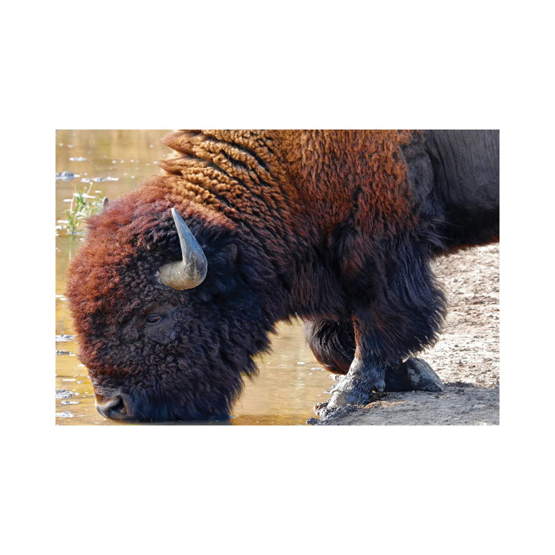 Kneeling Bison At Water by Susan Vizvary - Wrapped Canvas Print, 20.32 cm H x 30.48 cm W