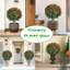 60cm Plant