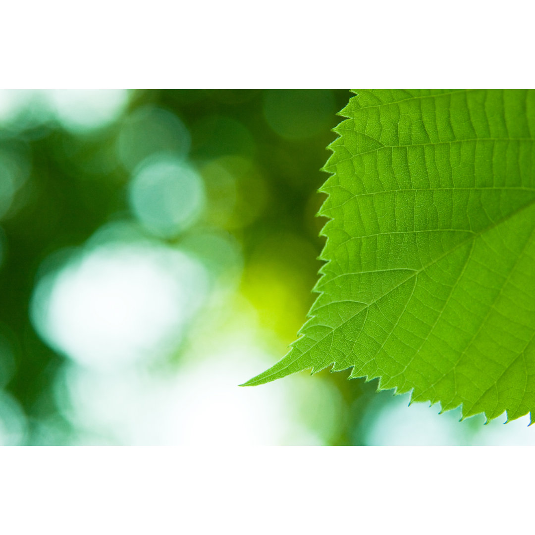 Grünes Blatt Makro