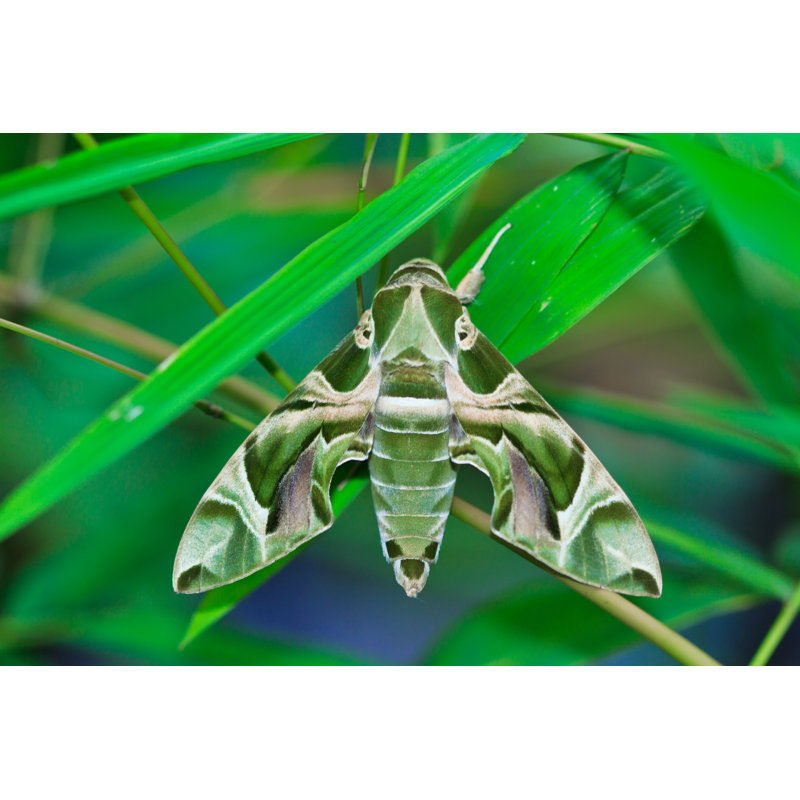 Ortraud Moth-Guard Month Wraps by Pigphoto - Wrapped Canvas Print, 30cm H x 46cm W 3.8cm D