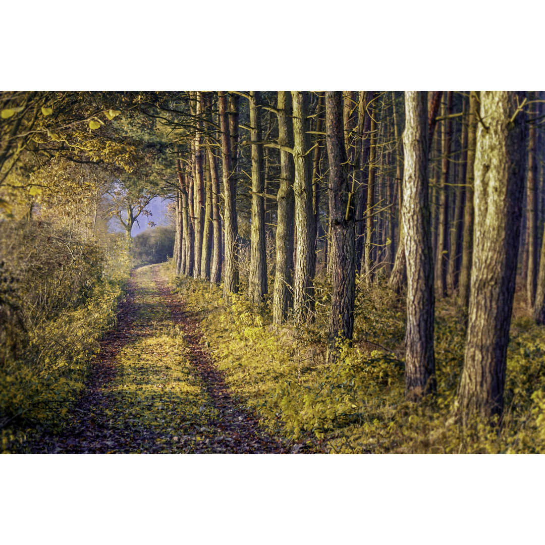 Sherwood Forest, Nottingham von BrettCharlton - Ohne Rahmen auf Leinwand