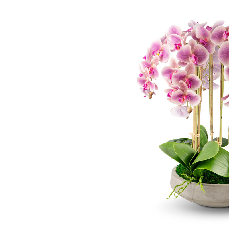 Orchidée Henrietta RealTouch, Pervenche