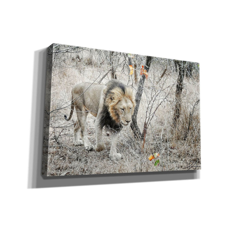 "Latitude Run" Lion "par Helene Sobol, art mural sur toile, H 18 po x l 26 po x P 0,75 po