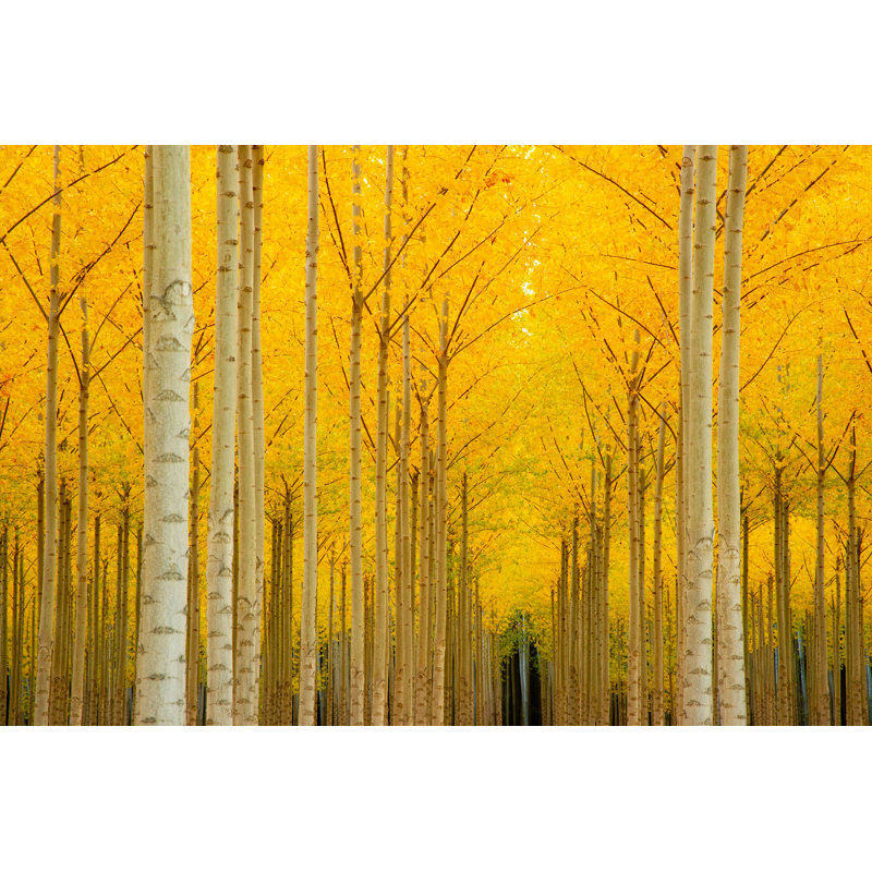 Autumn Season Yellow Trees - Photographie sur toile tendue, L 12 po x H 8 po
