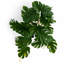 25 cm H Faux Plant-127680992