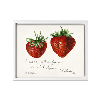 Fraises