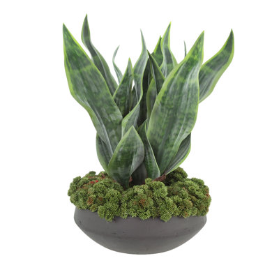 Sansevieria et sedum disposés dans un pot en fibre de pierre