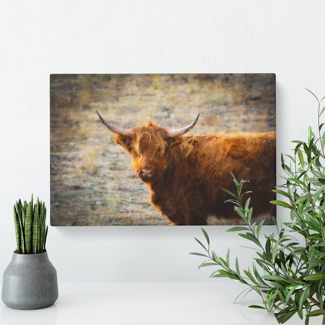 Highland Bull Cow Vol.2 - Wrapped Canvas Graphic Art
