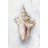 White Shell Study I - Print-392342437-307058760