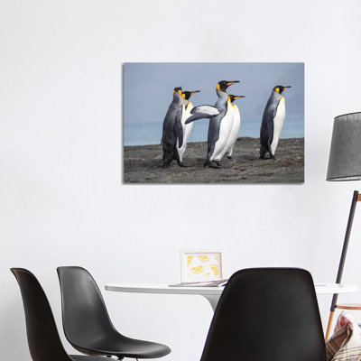 King Penguin Rookery In St. Andrews Bay. Adults On Beach, South Georgia Island - Wrapped Canvas Print
