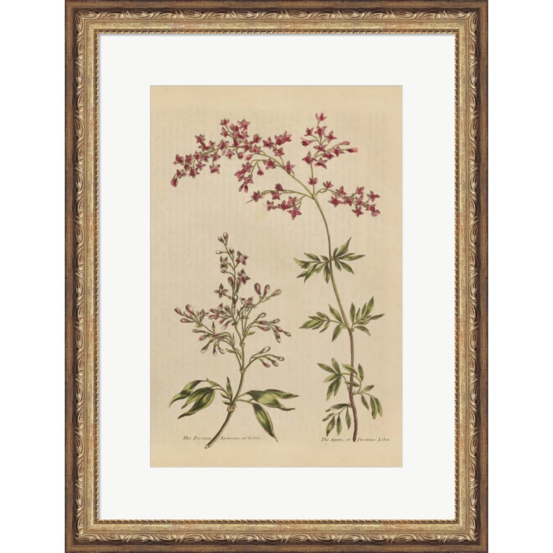 «Herbal Botanical I Crop III» par Wild Apple Portfolio - impression encadrée