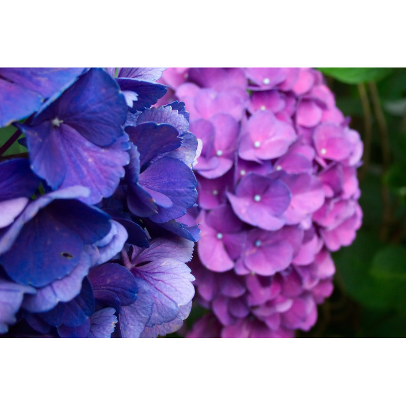 Hydrangea Pair by Aceshot - Wrapped Canvas Print, 20cm H x 30cm W