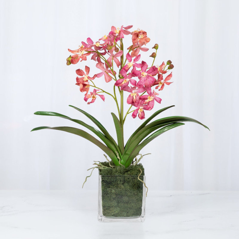 Arrangement d'orchidées dans un vase, Rose