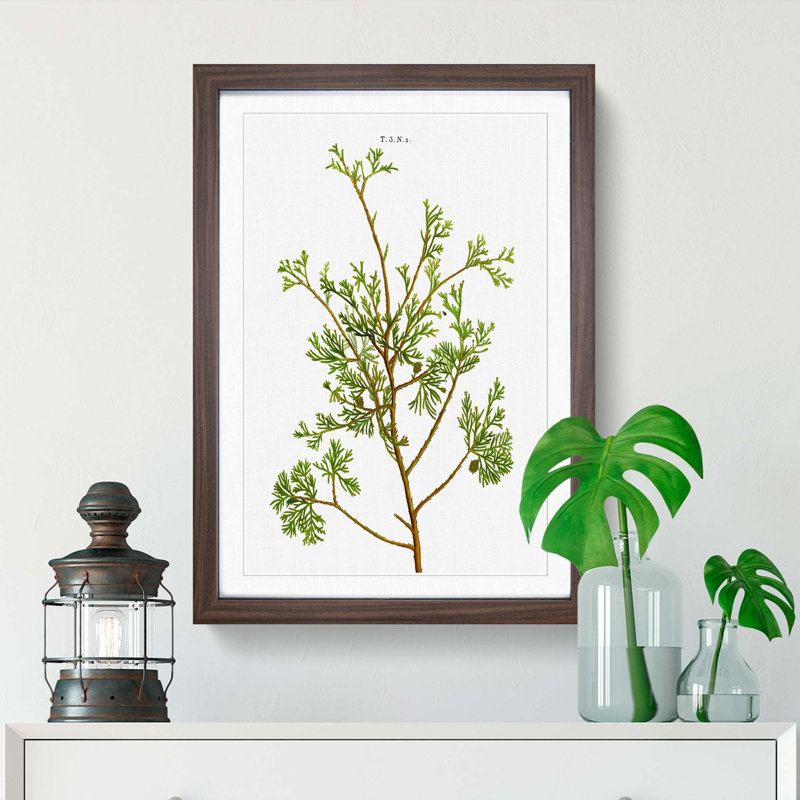 Cypress Tree Branch by Pierre-Joseph Redoute - Picture Frame Painting Print, Walnut Framed, 48cm H x 36cm W x 2cm D