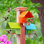 Mangeoire colibri de Dieguez Cottage