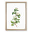 Hawthorn Flowers by Pierre-Joseph Redoute - Picture Frame Painting Print-55580362-55580363