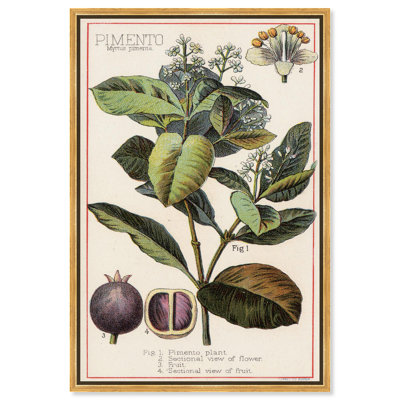 Reproduction botanique sur toile Pimento par Art Remedy