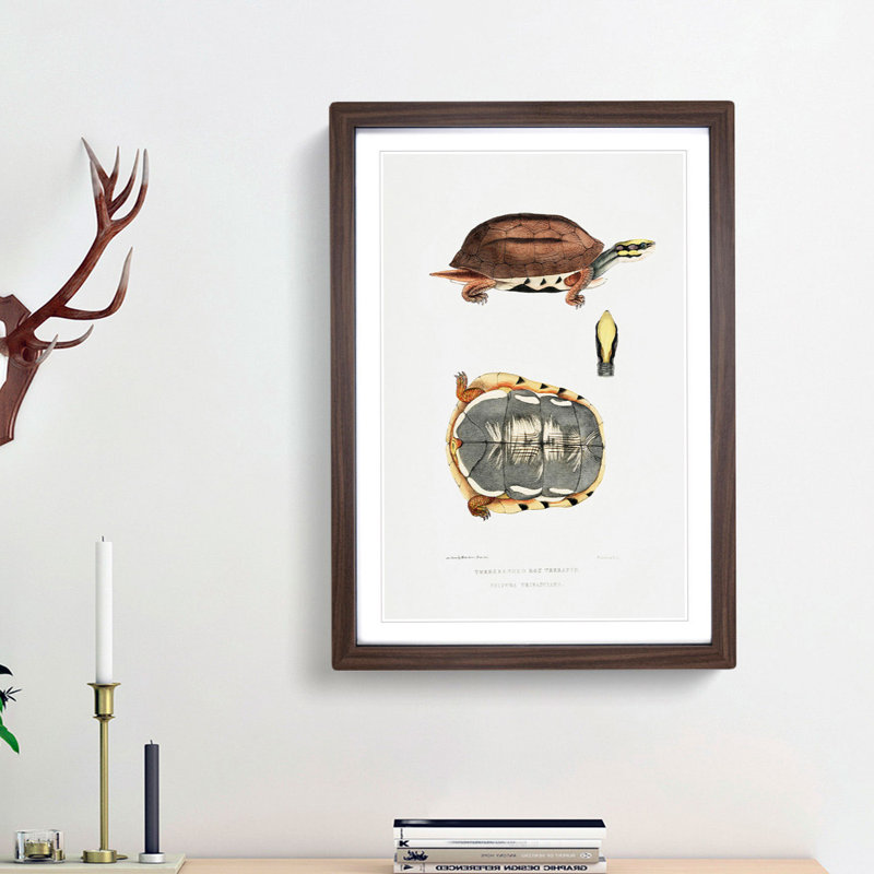 Three Banded Box Terrapin by John Edward Gray - Framed Print, 48cm H x 36cm W x 2cm D, Walnut Framed