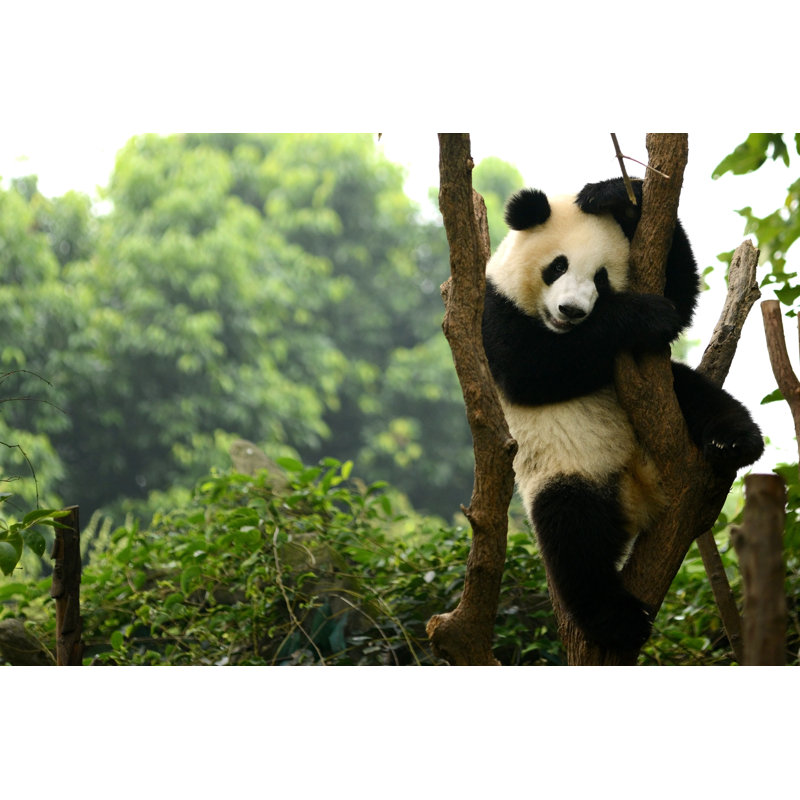 Panda Bear - Wrapped Canvas Print, 30cm H x 46cm W x 3.8cm D