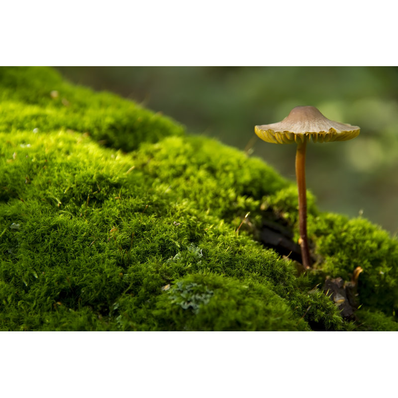 Closeup Of Mushroom by Vkph - Wrapped Canvas Print, 20cm H x 30cm W