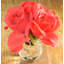 Roses dans un vase-1314474666
