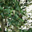 13 pi Olive artificielle