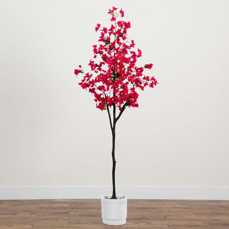 72 Bougainvillées