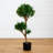 Bonsai Styled Podocarpus Artificial Tree