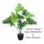 Happy Philo Plant