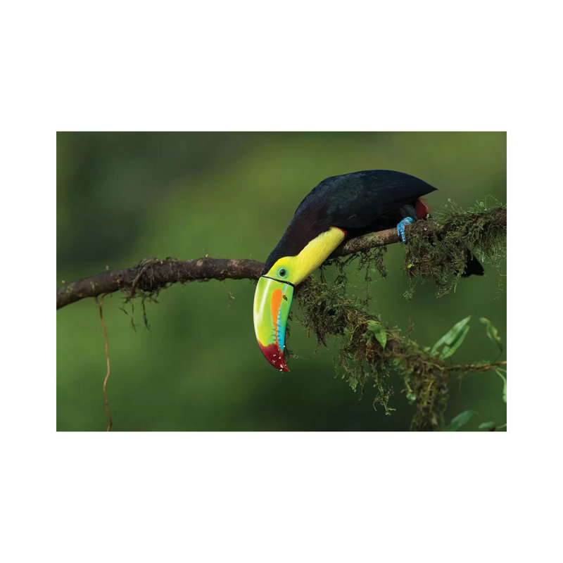 The Colours Of Costa Rica by Fabio Ferretto - Wrapped Canvas Print, 66.04 cm H x 45.72 cm W