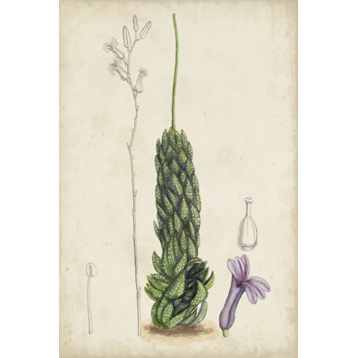 Antique Cactus IV -  Painting
