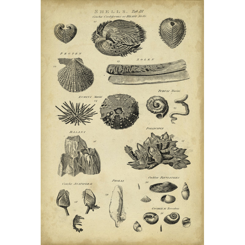 Study Of Shells IV by George Chambers - Wrapped Canvas Print, 46cm H x 30cm W x 3.8cm D