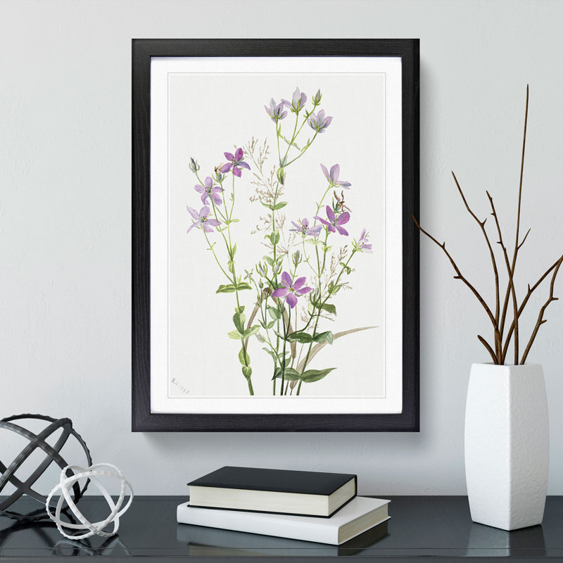 Gentianacease by Mary Vaux Walcott - Framed Print, 36cm H x 27cm W x 2cm D, Black Framed