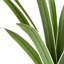 Riviera 17 "plante à feuilles vertes en pot en céramique blanche