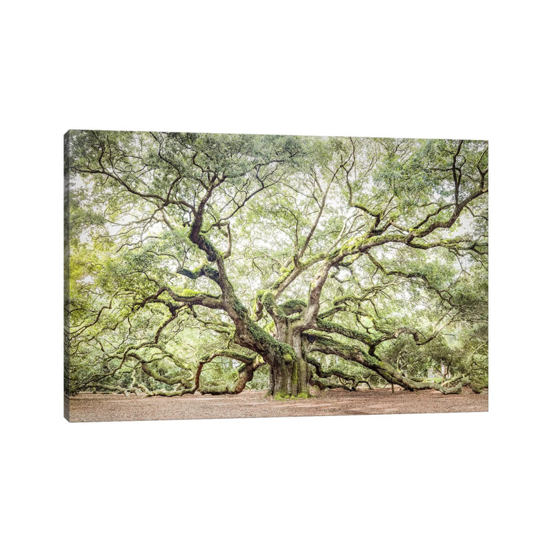 Angel Oak Tree by Apryl Roland - Wrapped Canvas Gallery-Wrapped Canvas Giclée, 45.72 cm H x 66.04 cm W