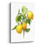 «Lemon Tree Branch» par Artand a Little Magic, verre acrylique-1850501096