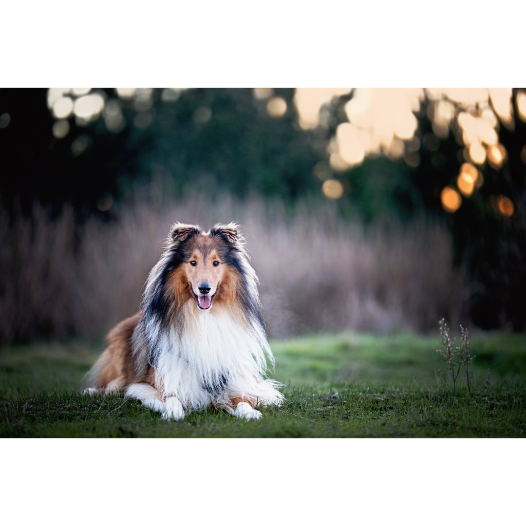 Rough Collie von Elise Nitschke - Kunstdrucke auf Leinwand