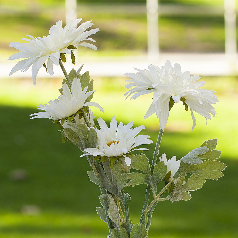Bouquet de marguerites dans un vase, Blanc