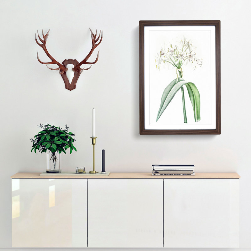 Florida Swamp Lily by Pierre-Joseph Redoute - Picture Frame Painting Print, 36cm H x 27cm W x 2cm D, Walnut Framed